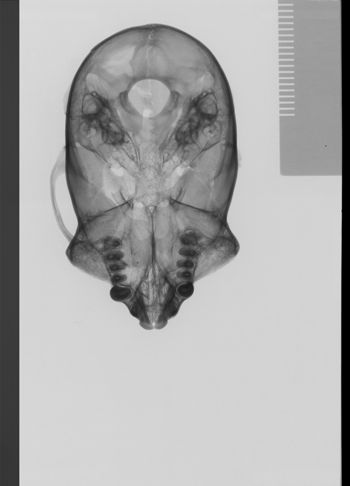Media type: image;   Mammalogy 19793 Description: sagittal;